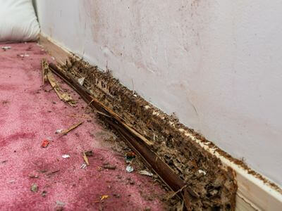 About Water Damage Restoration Arcadia - water damage restoration experts in Arcadia